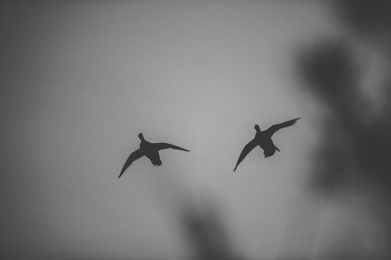 20150211_DUCKS_089-2.jpg