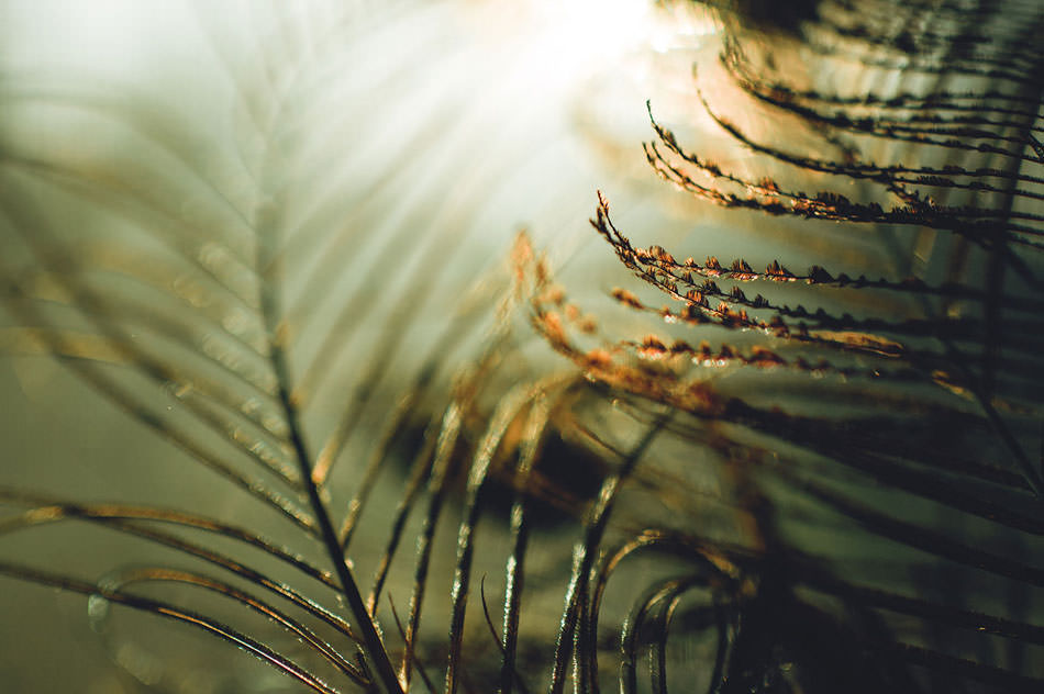 feathers1.jpg