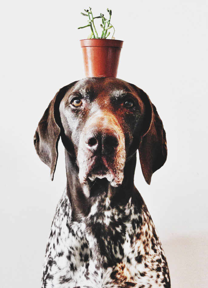 ifitwags-121.jpg