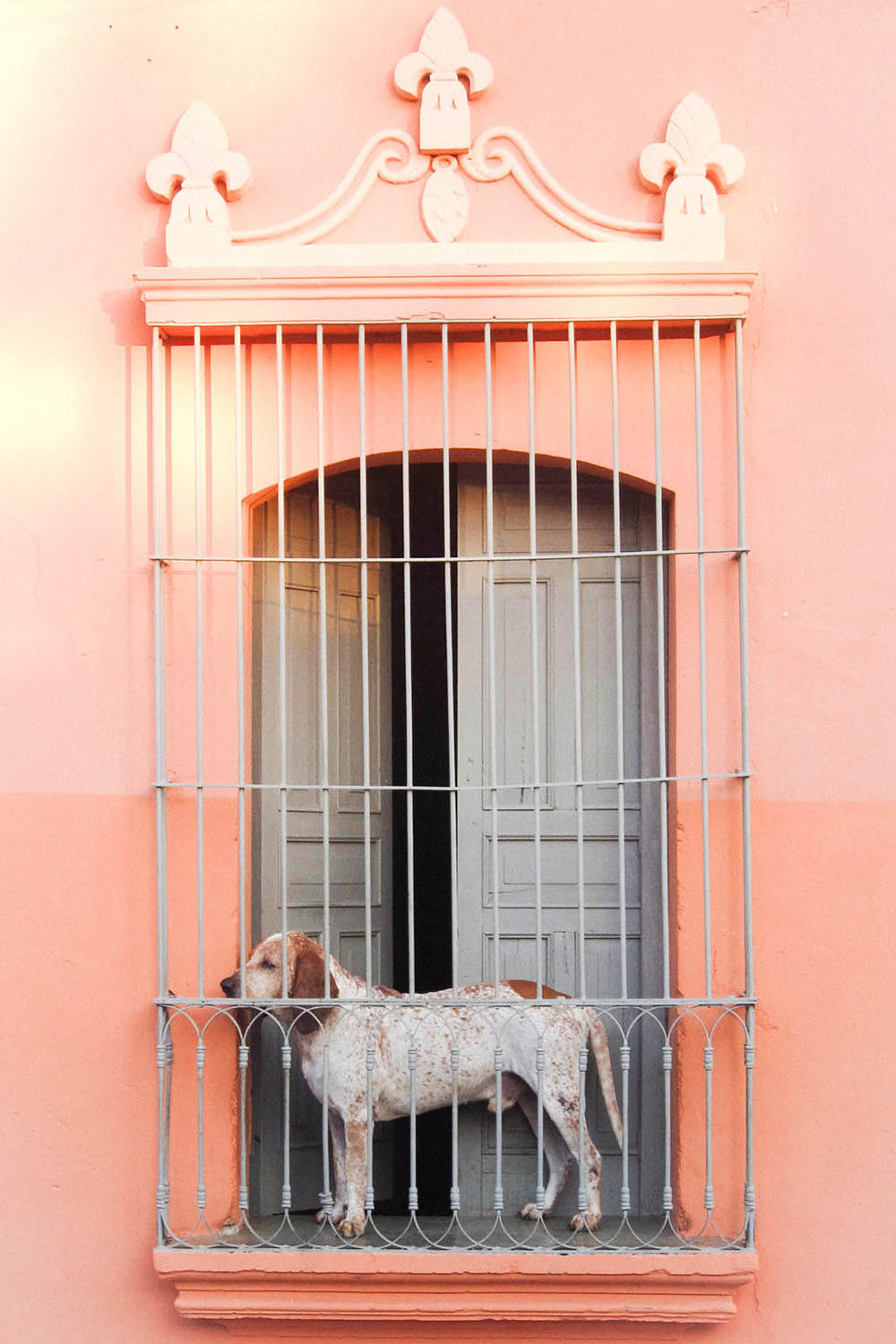Dog in window
