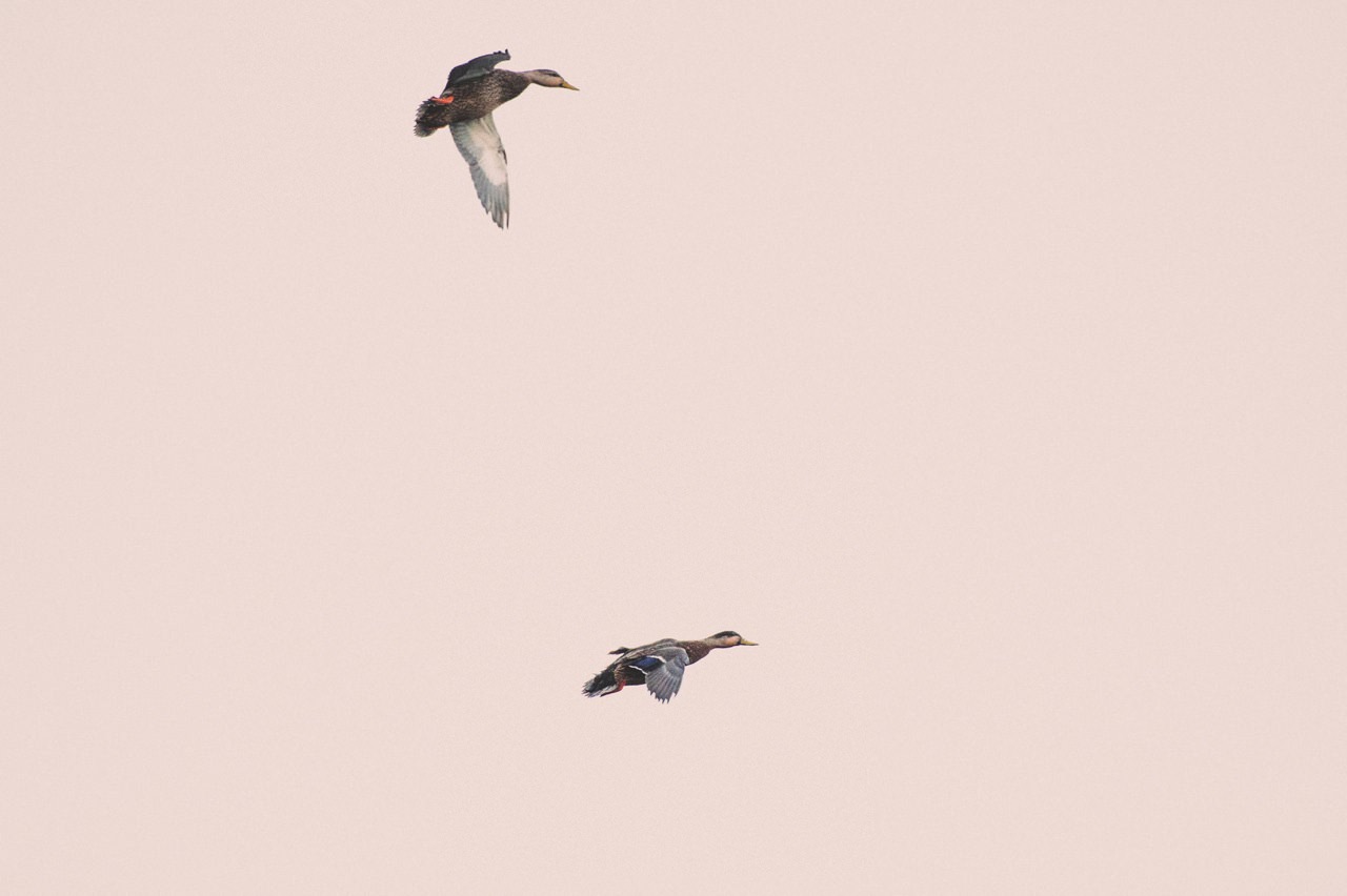 20150211_DUCKS_080-20160202115356.jpg